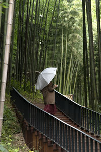 Rear view of woman with umbrella standing in park