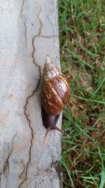 Close-up of snail