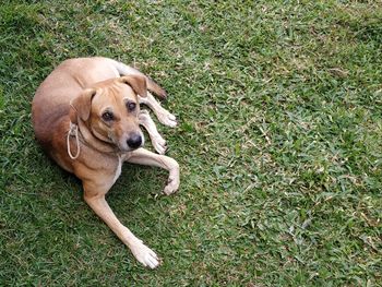 High angle portrait of a dog