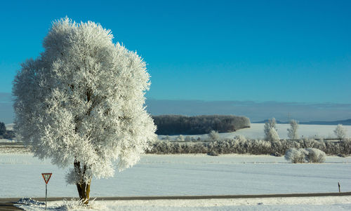 Trees on landscape against clear blue sky