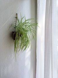 Close-up of plant against curtain
