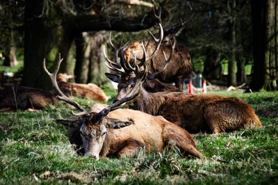 Deers in forest