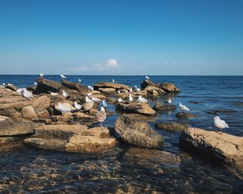 Rocks on beach against clear blue sky