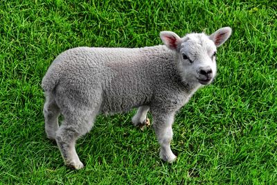 Portrait of sheep on field