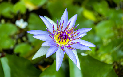 Close-up of purple flowering plant