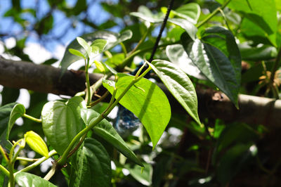 Close-up of fresh green leaves on branch