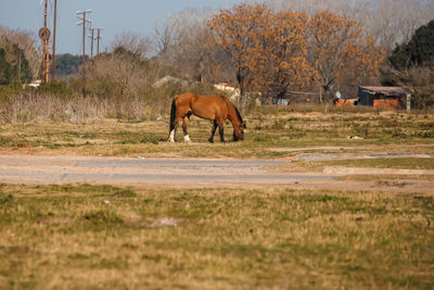 horse