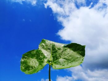 Low angle view of green leaf against blue sky