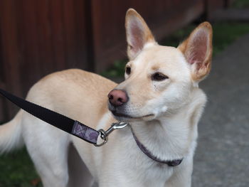 Close-up of dog looking away