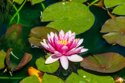 Close-up of water lily