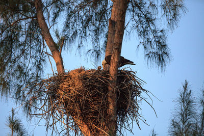 Low angle view of bird nest on tree against sky