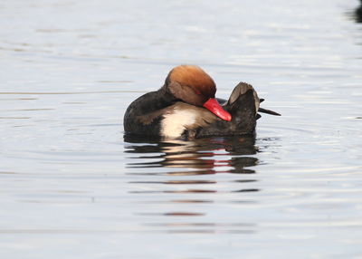 Duck swimming in a lake