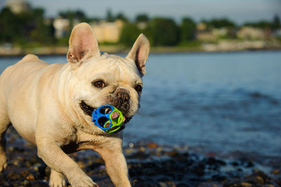 Close-up of french bulldog walking with toy in mouth at lakeshore