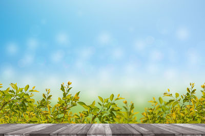 Close-up of plant against blue sky