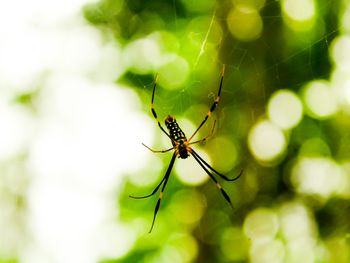 Close-up of insect on spider web