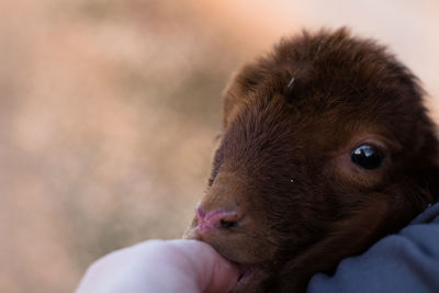 Close-up of person hand holding rabbit