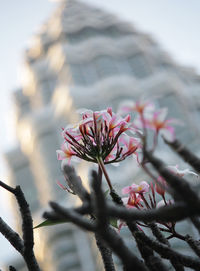 Close-up of pink flowers against sky