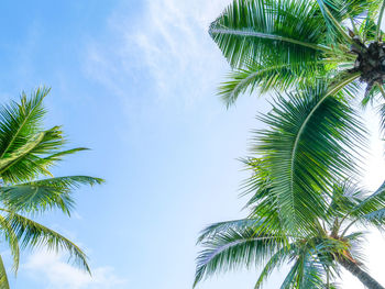 Low angle view of palm tree against sky