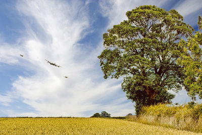 Scenic view of trees on field against sky