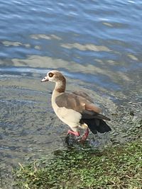High angle view of bird on lakeshore