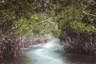 Scenic view of river amidst trees in forest