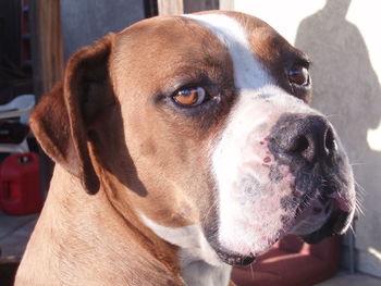 Close-up portrait of a dog looking away