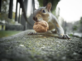 Close-up of squirrel