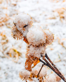 Close-up of frozen plant