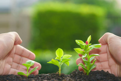 Close-up of hand holding small plant