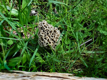 High angle view of mushrooms on field