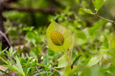 Close-up of fresh green leaves on land
