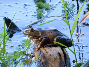 Closeup of a bullfrog on a log