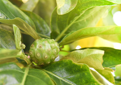 Close-up of lotus growing on plant