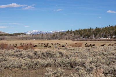 Scenic view of field against sky