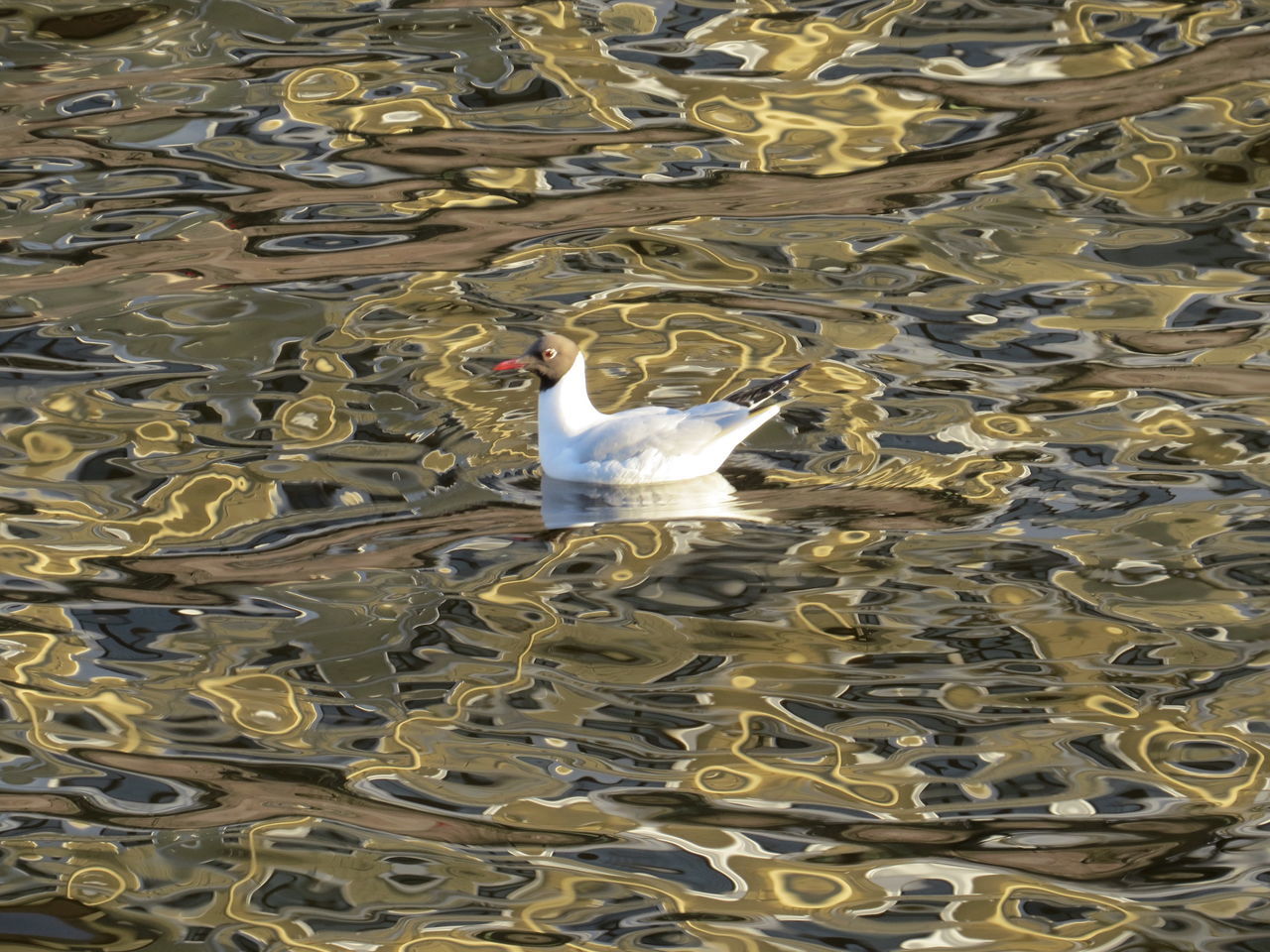 animal themes, bird, water, one animal, high angle view, animals in the wild, wildlife, lake, swimming, nature, seagull, day, outdoors, full length, spread wings, reflection, sunlight, waterfront, white color, rippled