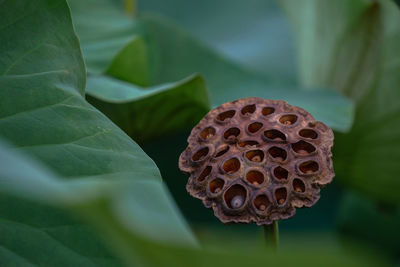 Close-up of lotus water lily