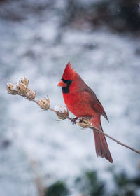 View of cardinal perching on branch