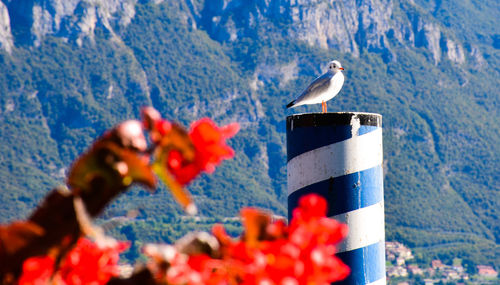 Close-up of bird perching on hand