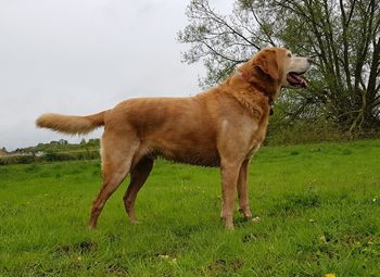 Dog standing on field