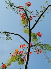 Low angle view of red flowering plant against clear sky