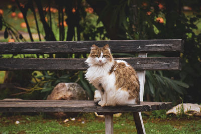 Lovely cat on the bench in the garden