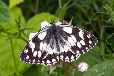 Close-up of butterfly pollinating flower