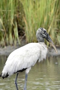 Close-up of wood stork by the water