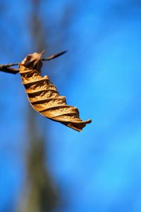 Close-up of dry leaf against blue sky