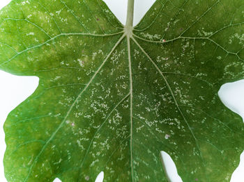 Close-up of raindrops on leaves