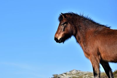Low angle view of horse against clear blue sky