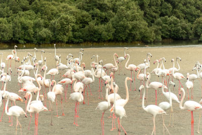 Flamingoes in ras al khor wildlife sanctuary, ramsar site, flamingo hide2, dubai, uae