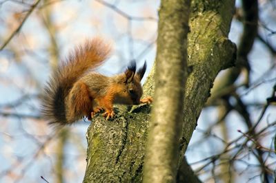 Low angle view of squirrel on tree