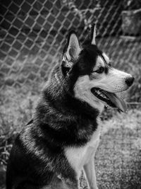 Close-up of a dog looking away