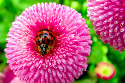 Close-up of honey bee on pink flower